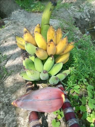 Phúc Hồ, 36 tuổi, Quận 1, Việt Nam