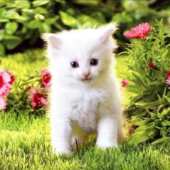 hoa mẫu đơn, 38 tuổi, Tìm bạn bốn phương, Les, Đà Lạt, Lâm Đồng