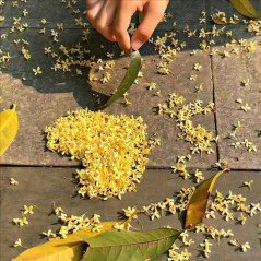 Cơn gió vô tình, 34 tuổi, Tìm người hẹn hò, Les, Quận Gò Vấp, Hồ Chí Minh
