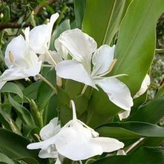 Bình Yên, 46 tuổi, Tìm người yêu, Nữ, Vĩnh Long, Việt Nam
