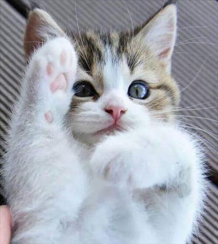 Meow Meow, 24 tuổi, Quận 1, Việt Nam