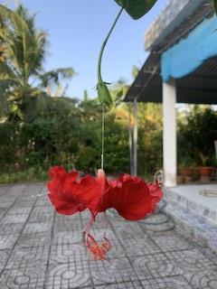 Hạnh, 39 tuổi, Quận 1, Việt Nam