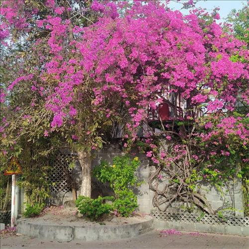 Mình thông Nguyen, 49 tuổi, Quận 1, Việt Nam