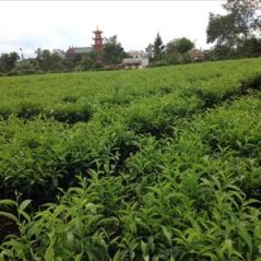 Hổ Phách, 28 tuổi, Đà Lạt, Việt Nam