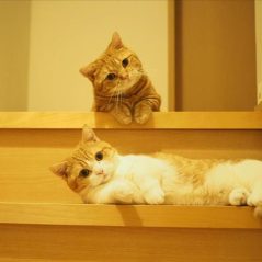 Hannoi Phan, 36 tuổi, Quận Ba Đình, Việt Nam