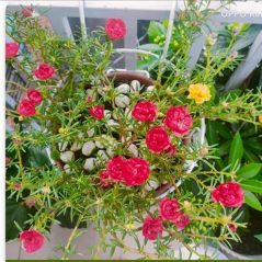 AN LẠC, 44 tuổi, Quận 1, Việt Nam