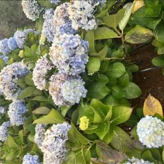 Dã tràng, 31 tuổi, Quận 1, Việt Nam