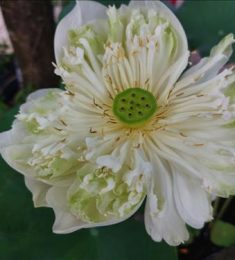 Scent, 33 tuổi, Tìm bạn bè, Les, Biên Hòa, Đồng Nai