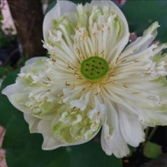 Scent, 33 tuổi, Biên Hòa, Việt Nam