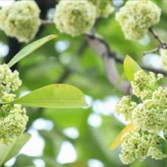 Hoa sữa, 35 tuổi, Quận Ba Đình, Việt Nam