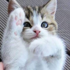 Meow Meow, 24 tuổi, Quận 1, Việt Nam