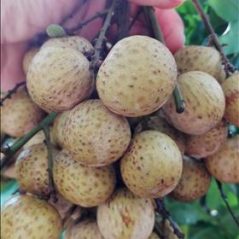 vuthanh, 27 tuổi, Hưng Yên, Việt Nam
