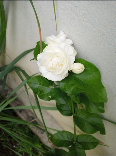 Lê Thanh Nhân, 28 tuổi, Quận 1, Việt Nam