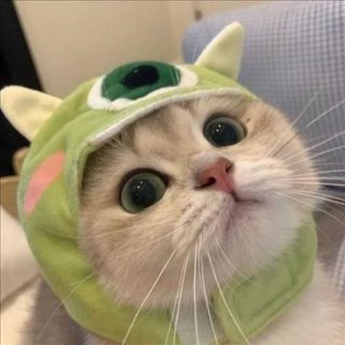 Thành Kawaii, 17 tuổi, Quận 1, Việt Nam