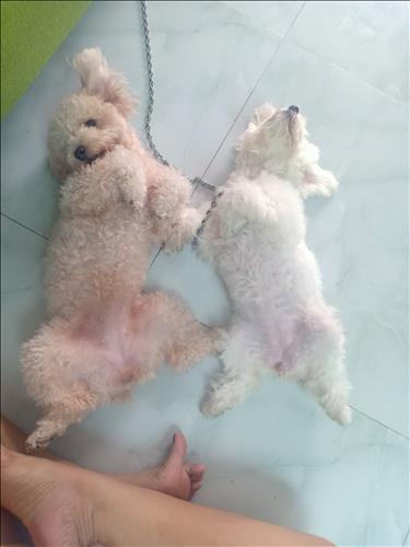 Mum mim, 33 tuổi, Quận 1, Việt Nam