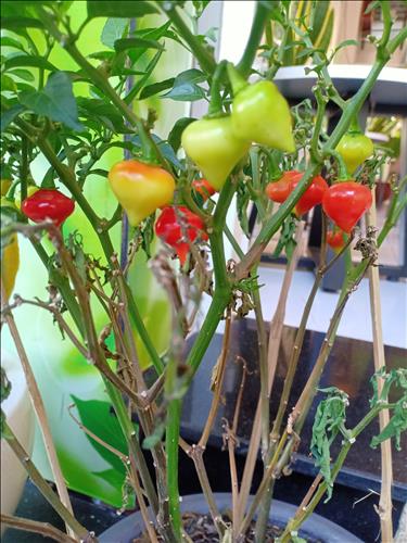 Người lạ ơi, 28 tuổi, Quận 1, Việt Nam