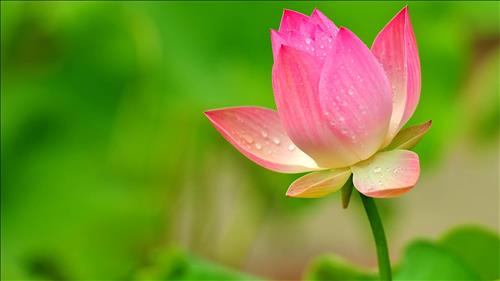 Lotus, 36 tuổi, Quận Ba Đình, Việt Nam