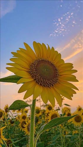Sun, 27 tuổi, Quận 1, Việt Nam