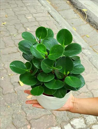 Lyly, 27 tuổi, Quận Ba Đình, Việt Nam