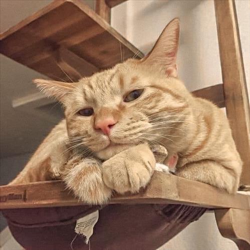 Mỹ Duyên, 15 tuổi, Quận Ba Đình, Việt Nam
