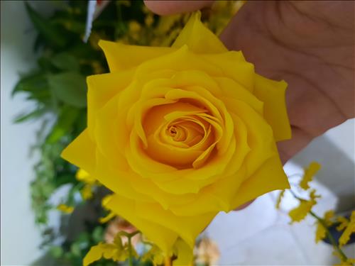 Phindi, 33 tuổi, Quận Ba Đình, Việt Nam