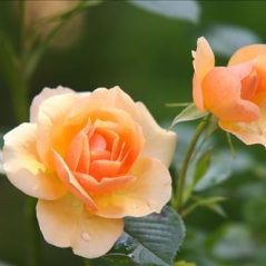 Tình Nhớ, 41 tuổi, Tìm bạn bè, Les, Quận 1, Hồ Chí Minh