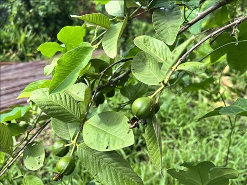bé, 27 tuổi, Quận 1, Việt Nam