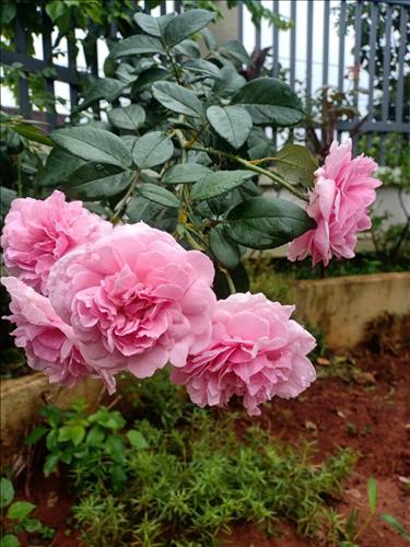 Bình yên, 40 tuổi, Quận 1, Việt Nam
