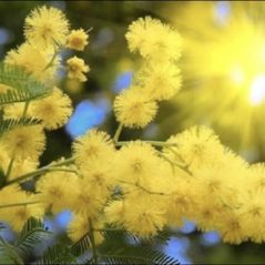 Mimosa_Đà Lạt, 54 tuổi, Tìm người kết hôn, Les, Đà Lạt, Lâm Đồng