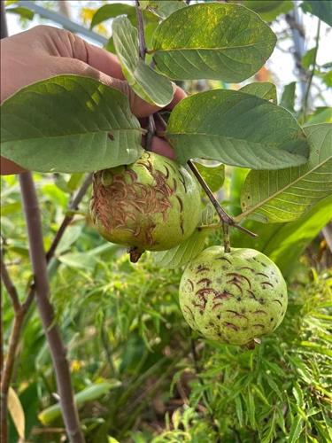 Không Khoảng Cách, 36 tuổi, Quận 1, Việt Nam